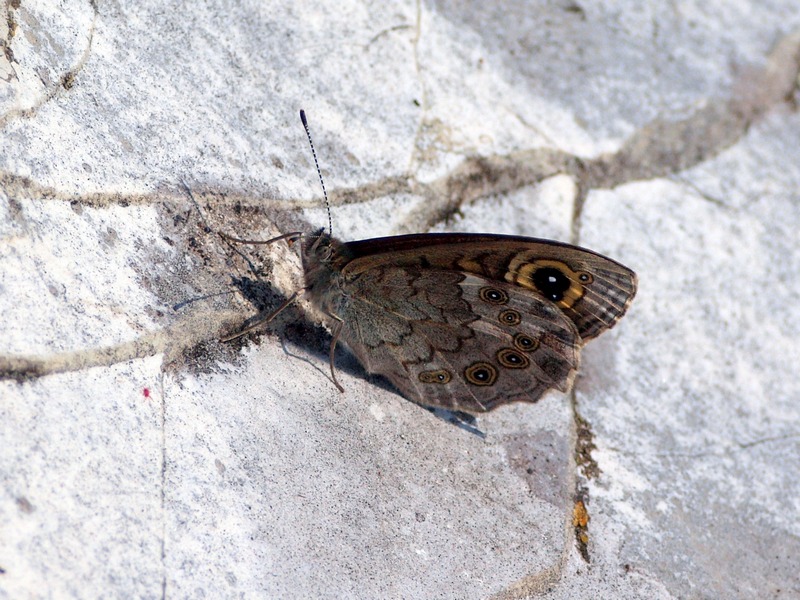 Nymphalidae